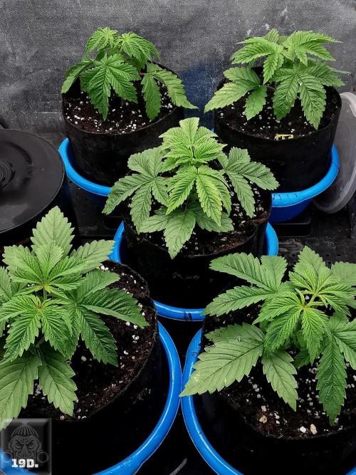 Sticky Broccoli ,Zamnesia.. Week 3 - 19d