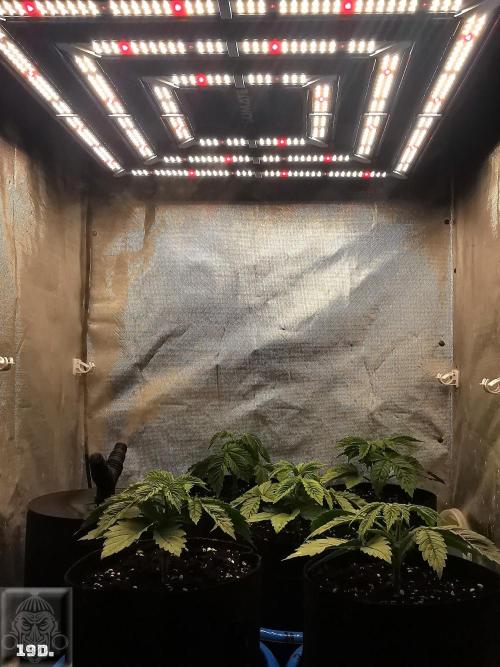 Sticky Broccoli ,Zamnesia.. Week 3 - 19d