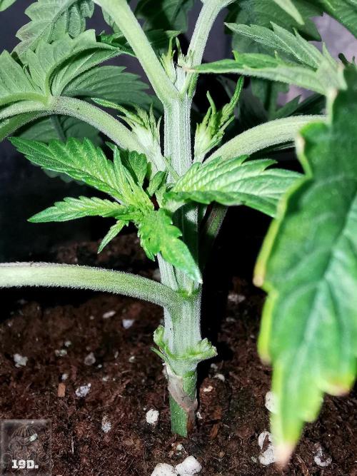 Sticky Broccoli ,Zamnesia.. Week 3 - 19d nº1