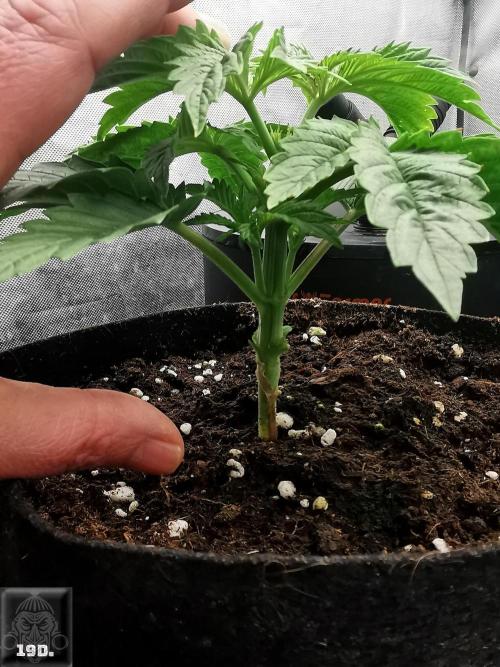 Sticky Broccoli ,Zamnesia.. Week 3 - 19d Nº1