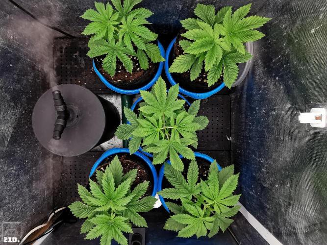 Sticky Broccoli ,Zamnesia.. Week 3 - 21d