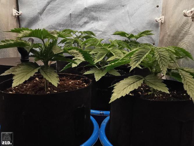 Sticky Broccoli ,Zamnesia.. Week 3 - 21d