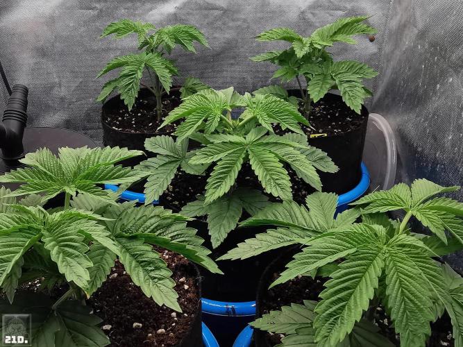 Sticky Broccoli ,Zamnesia.. Week 3 - 21d