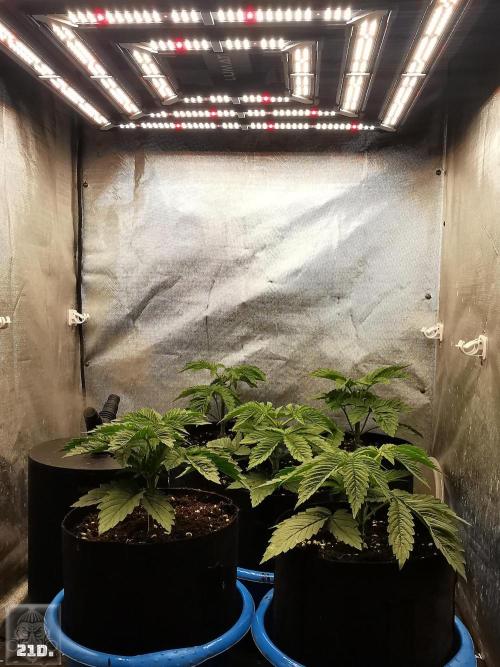 Sticky Broccoli ,Zamnesia.. Week 3 - 21d