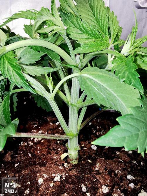 Sticky Broccoli ,Zamnesia.. Week 4 - 24D nº3