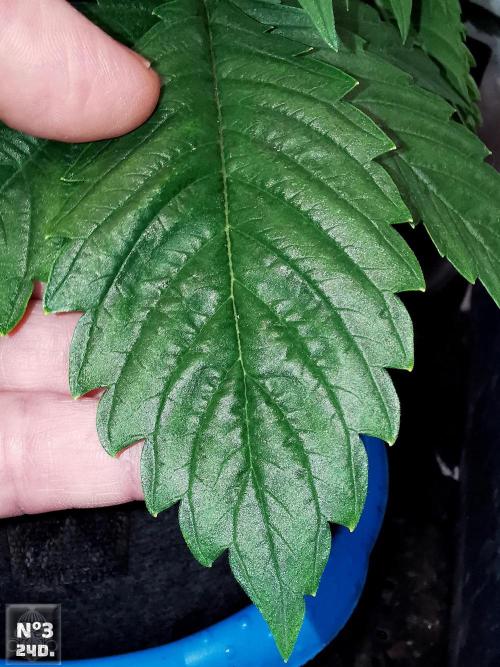 Sticky Broccoli ,Zamnesia.. Week 4 - 24D