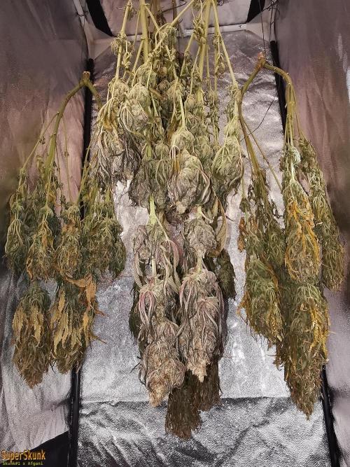 SuperSkunk. Week 15 - 14 days