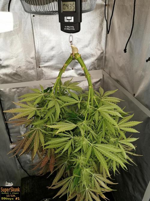 SuperSkunk. Week 15 - 435gr