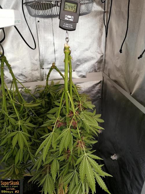 SuperSkunk. Week 15 - 445gr