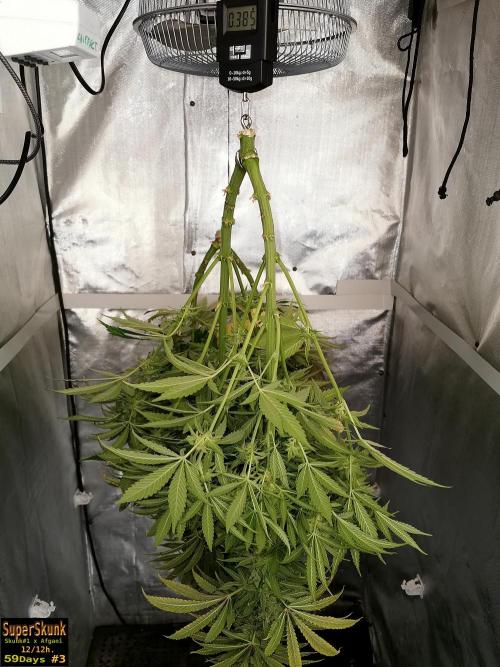 SuperSkunk. Week 15 - 385gr