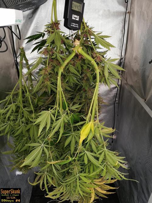 SuperSkunk. Week 15 - 440gr
