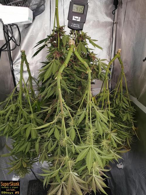 SuperSkunk. Week 15 - 415gr
