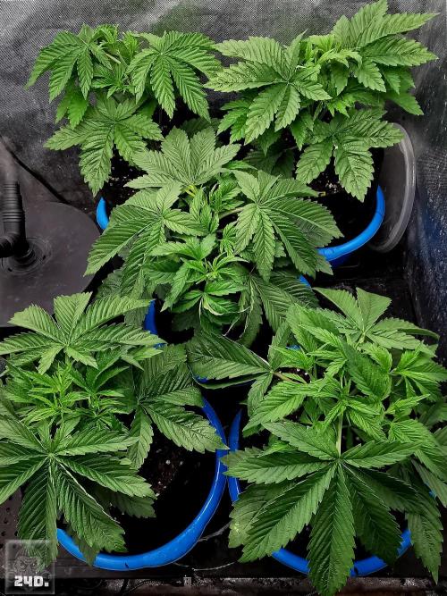 Sticky Broccoli ,Zamnesia.. Week 4 - 24d