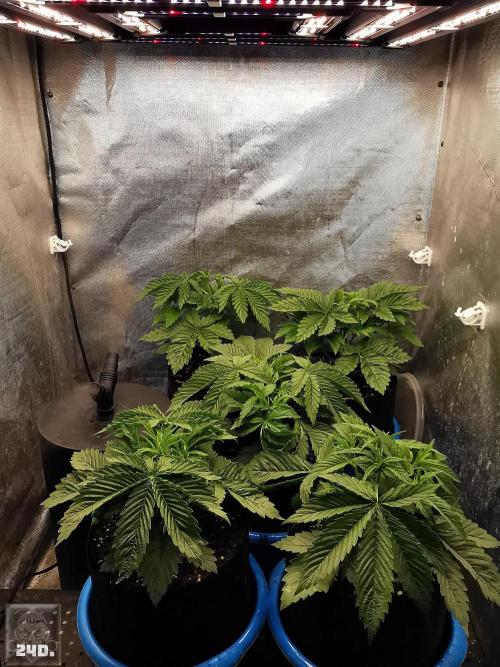 Sticky Broccoli ,Zamnesia.. Week 4 - 24d