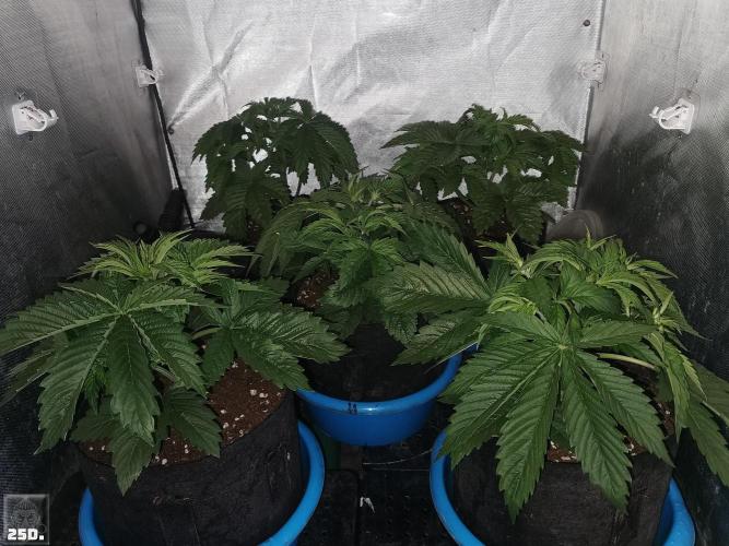 Sticky Broccoli ,Zamnesia.. Week 4 - 25d