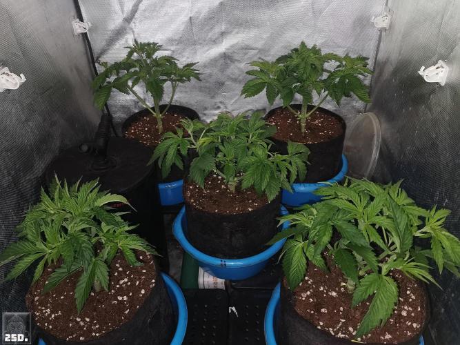 Sticky Broccoli ,Zamnesia.. Week 4 - 25D
