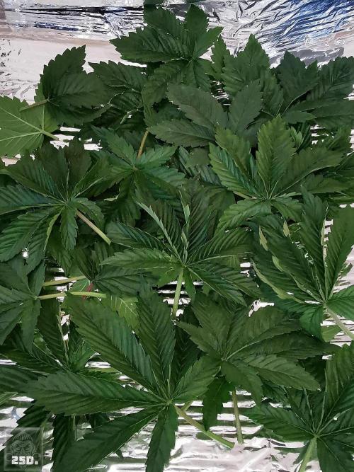 Sticky Broccoli ,Zamnesia.. Week 4 - 25D