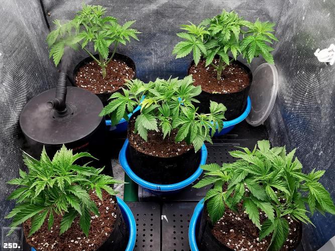 Sticky Broccoli ,Zamnesia.. Week 4 - 25D