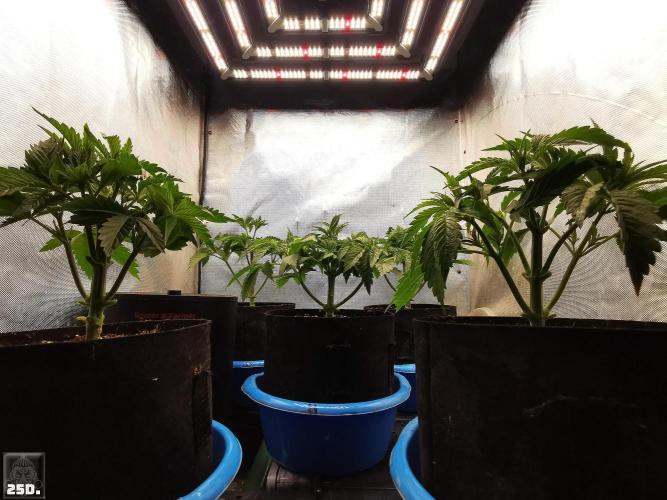 Sticky Broccoli ,Zamnesia.. Week 4 - 25D