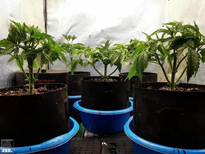 Sticky Broccoli ,Zamnesia.. Week 4 - 25D