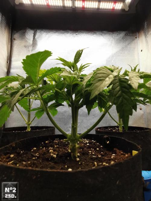 Sticky Broccoli ,Zamnesia.. Week 4 - 25D Nº2