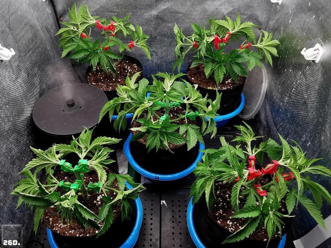 Sticky Broccoli ,Zamnesia.. Week 4 - 26D