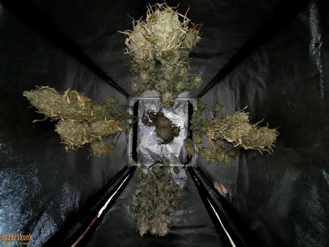 SuperSkunk. Week 15 - 17 days