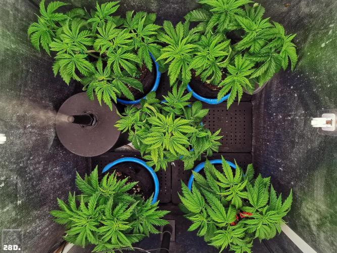 Sticky Broccoli ,Zamnesia.. Week 4 - 28D
