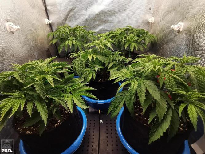 Sticky Broccoli ,Zamnesia.. Week 4 - 28D