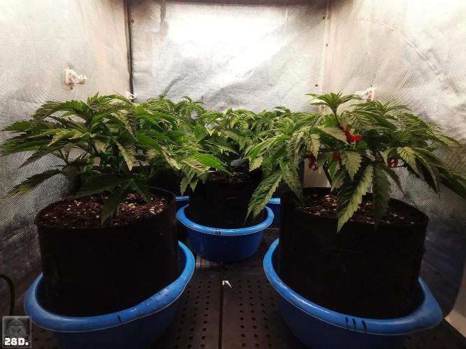 Sticky Broccoli ,Zamnesia.. Week 4 - 28D