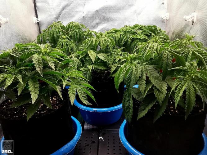 Sticky Broccoli ,Zamnesia.. Week 5 - 29D