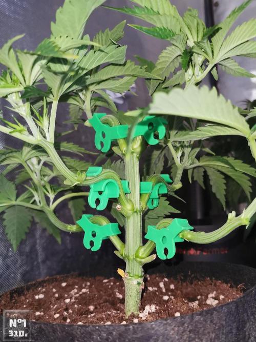 Sticky Broccoli ,Zamnesia.. Week 5 - 31D Nº1