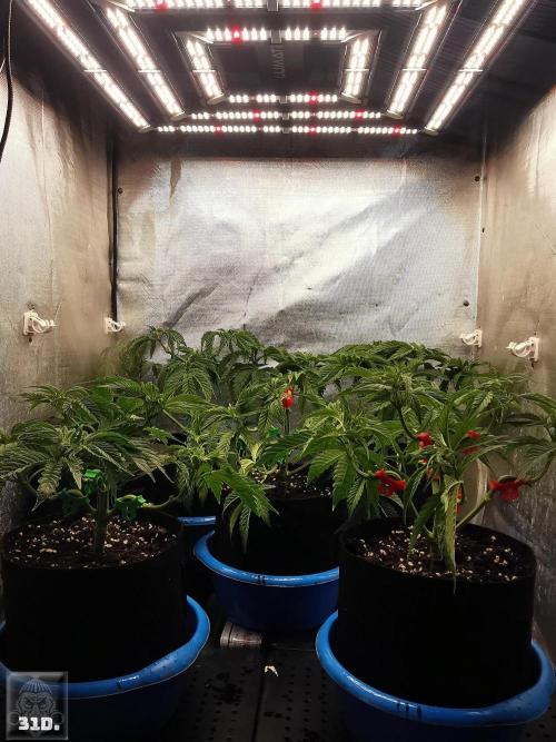Sticky Broccoli ,Zamnesia.. Week 5 - 31D