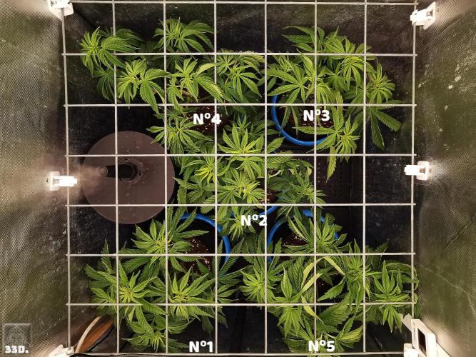 Sticky Broccoli ,Zamnesia.. Week 5 - 33D