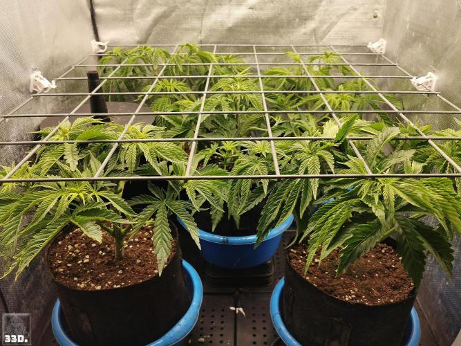 Sticky Broccoli ,Zamnesia.. Week 5 - 33D