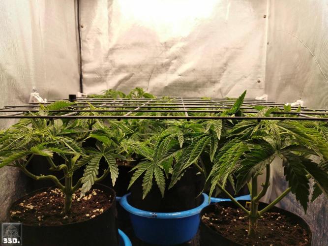 Sticky Broccoli ,Zamnesia.. Week 5 - 33D