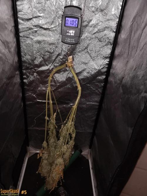 Super Skunk. Week 15