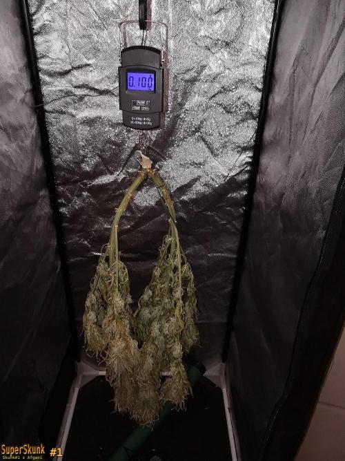 SuperSkunk. Week 15 - 24d Nº1 100gr