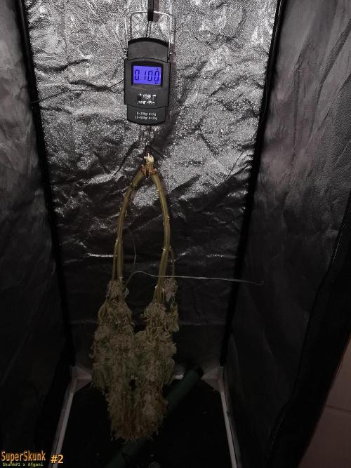 SuperSkunk. Week 15 - 24d Nº2 100gr