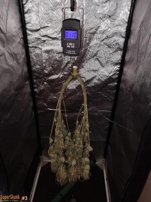 SuperSkunk. Week 15 - 24d Nº3 110gr