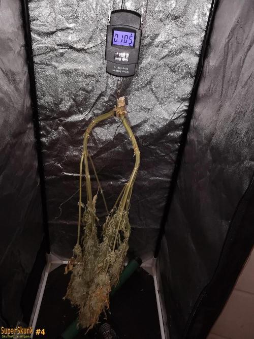 SuperSkunk. Week 15 - 24d Nº4 105 gr