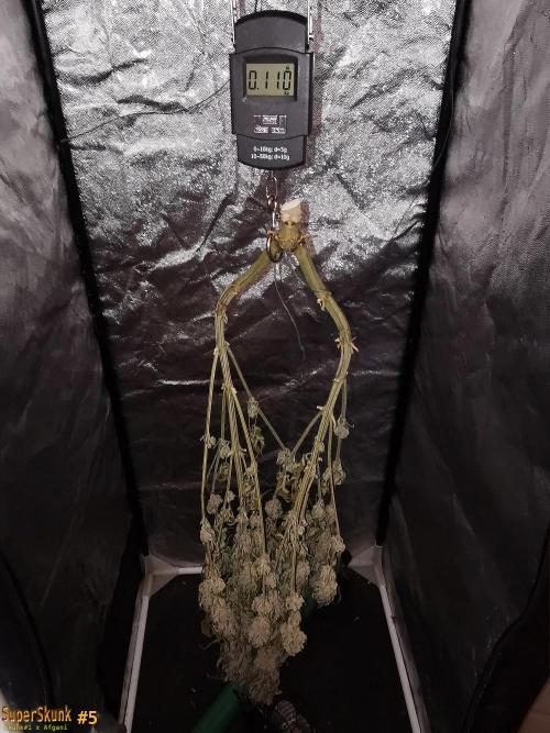 SuperSkunk. Week 15 - 24d Nº5 110gr