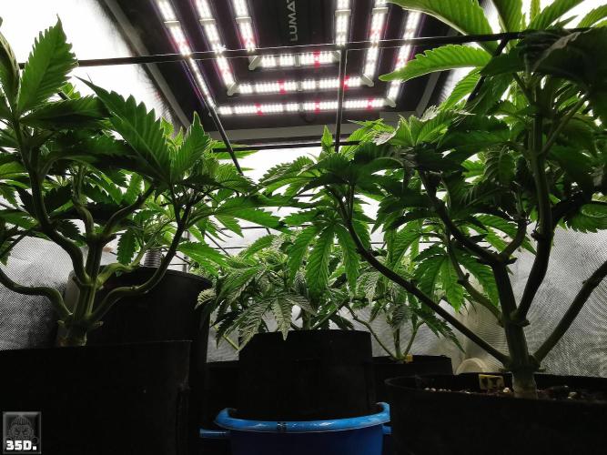 Sticky Broccoli ,Zamnesia.. Week 5 - 35D