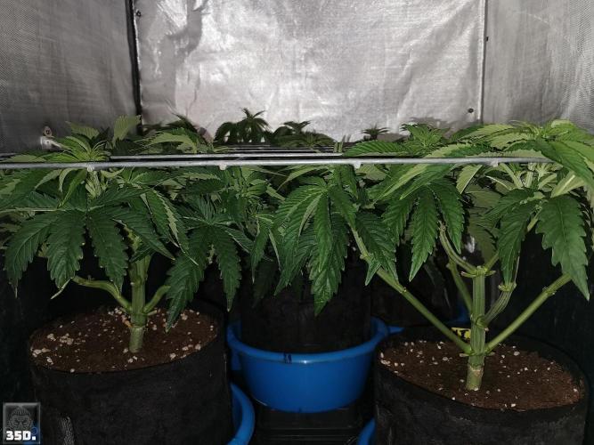 Sticky Broccoli ,Zamnesia.. Week 5 - 35D