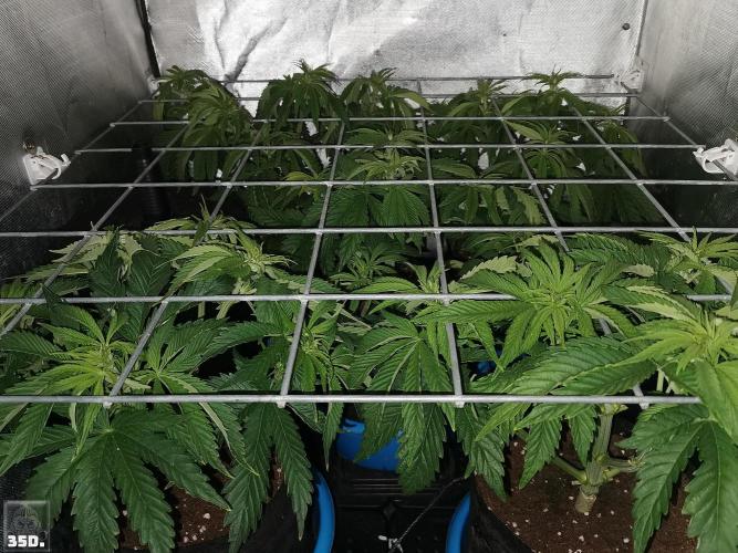 Sticky Broccoli ,Zamnesia.. Week 5 - 35D