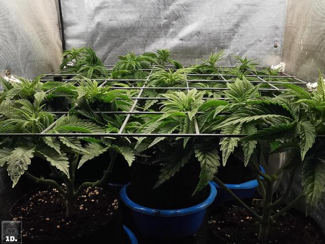 Sticky Broccoli ,Zamnesia.. Week 6 - 1D