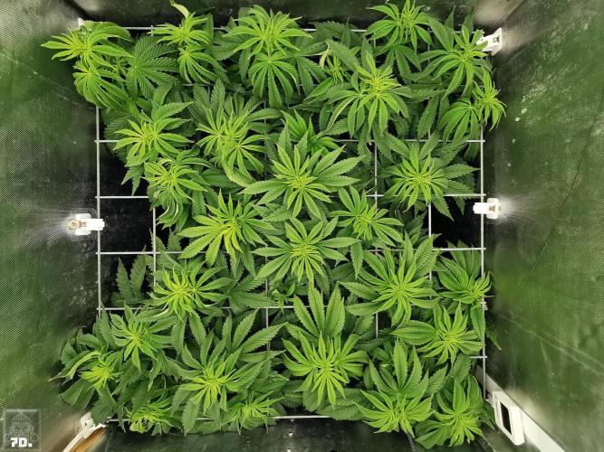 Sticky Broccoli ,Zamnesia.. Week 6 - 7D