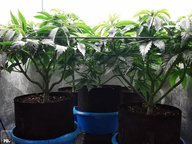 Sticky Broccoli ,Zamnesia.. Week 6 - 7D