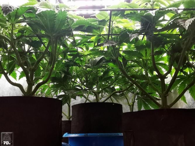 Sticky Broccoli ,Zamnesia.. Week 6 - 7D