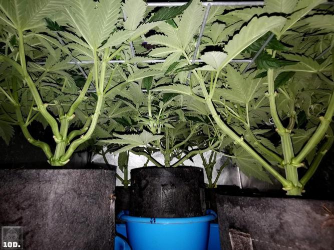 Sticky Broccoli ,Zamnesia.. Week 7 - 10d